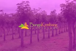 bungakembang_project_client_logo